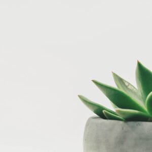 Cleistocactus